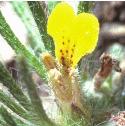 groundfflopine