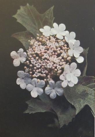 guelderroseviburnumopuluscorke