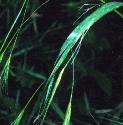 hairyffolbrome