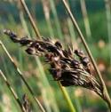 hardfflorushbritishflora