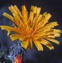 hawkweedfflo1oxtongue