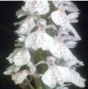 heathfflos2spottedorchid
