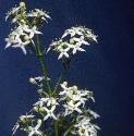 hedgefflosbedstraw1