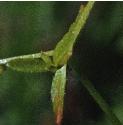 hedgeffolbedstraw1