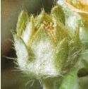 hoaryfflo3budcinquefoil