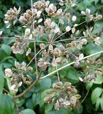 hogweedffrus1britishflora1