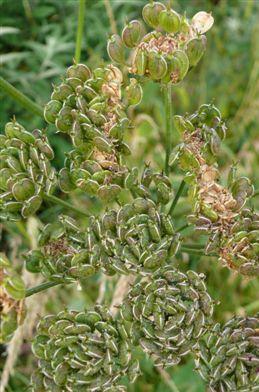 hogweedffrus2britishflora