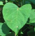 japaneseffolknotweed
