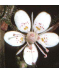 kidneyfflo1saxifrage1