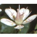 kidneyfflo2saxifrage