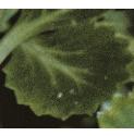 kidneyffol1saxifrage