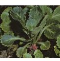 kidneyffol2saxifrage