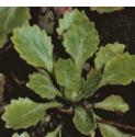 kidneyffol3saxifrage