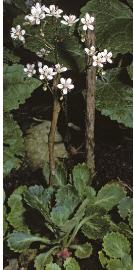 kidneyfforsaxifrage