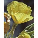 largefflo1eveningprimrose