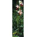 lateffor1spiderorchid1