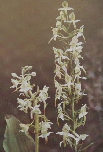 lesserbutterflyorchishabenariabifoliacorke