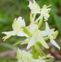 lesserfflobutterflyorchidbritishflora1