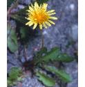 lesserfflo1dandelion