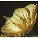 lesserfflo3eveningprimrose