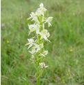 lesserfflosbutterflyorchidbritishflora1