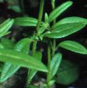 lesserffolsnapdragon