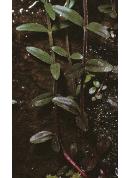 marshffol1willowherb1