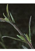 marshffol2willowherb1