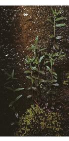 marshfforwillowherb1