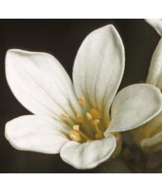 meadowfflo1saxifrage1