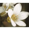 meadowfflo2saxifrage