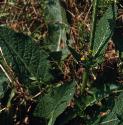 meadowffolsage