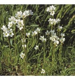 meadowfforsaxifrage
