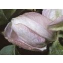 medlarfflo2bud