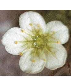 mossyfflo1saxifrage1