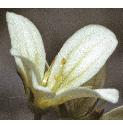 mossyfflo2saxifrage