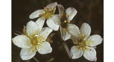mossyfflos1saxifrage1
