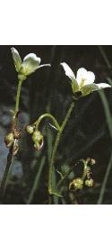 mossyfflos2saxifrage