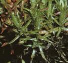 mossyffolsaxifrage