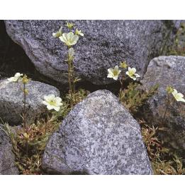 mossyfforsaxifrage