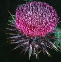 muskfflothistle