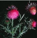 muskfflosthistle