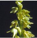 muskfflos2orchid