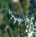 muskffolthistle