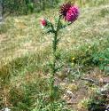 muskfforthistle