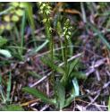 muskffor2orchid