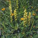 muskffor3orchid