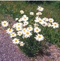 oxeyeffor1daisy