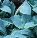 oysterffolplant