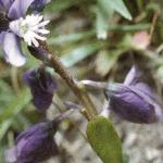 pchalkflo2milkwort1